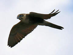 Brown Falcon