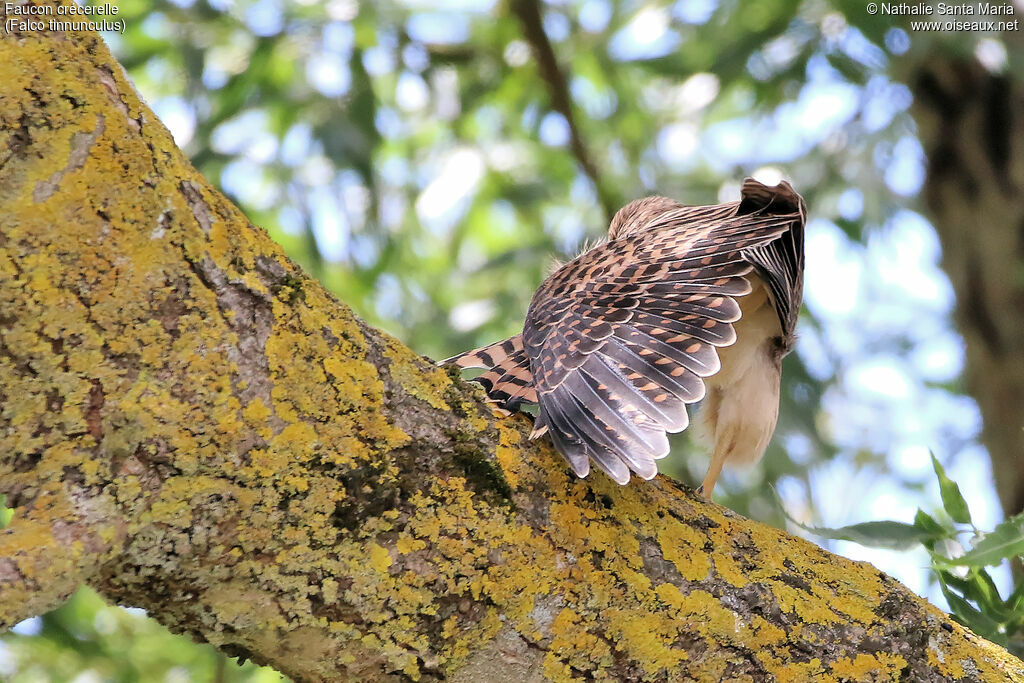 Common Kestreljuvenile, identification, habitat, care, aspect, Behaviour