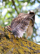 Common Kestrel