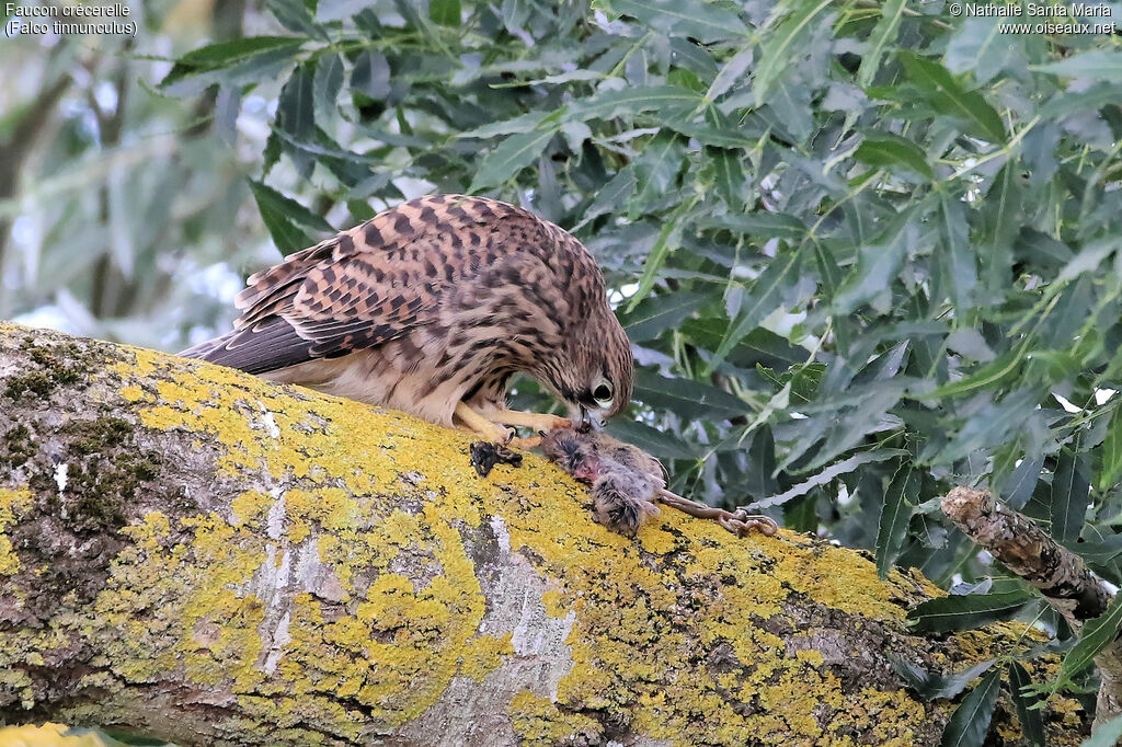 Common Kestreljuvenile, identification, habitat, feeding habits, eats, Behaviour