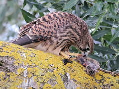 Common Kestrel