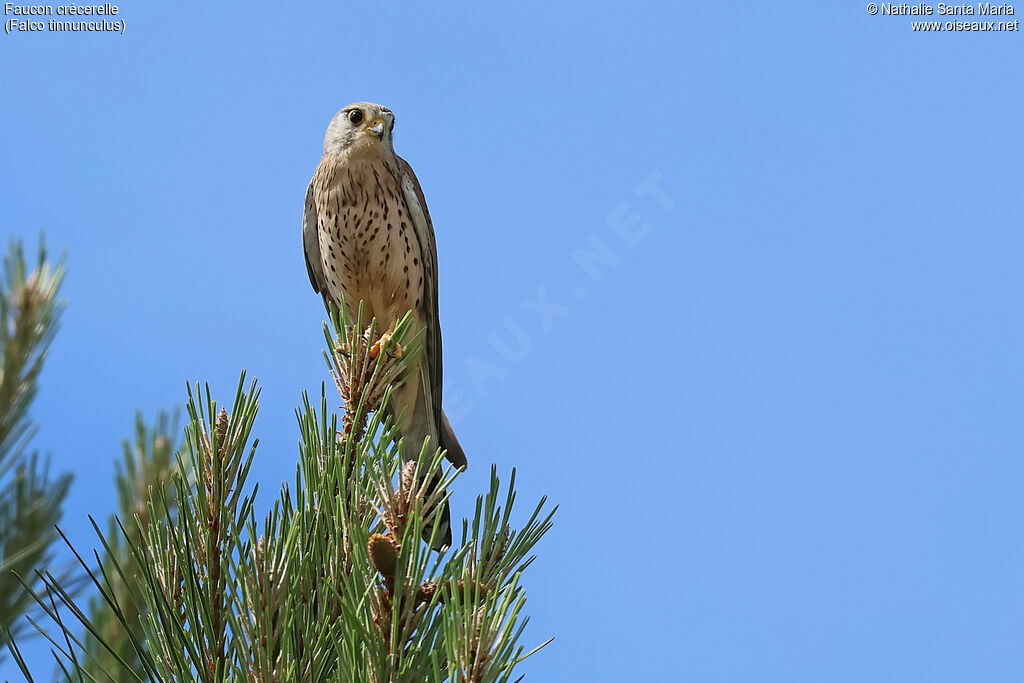 Common Kestrel female adult, identification