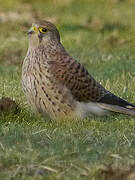 Common Kestrel