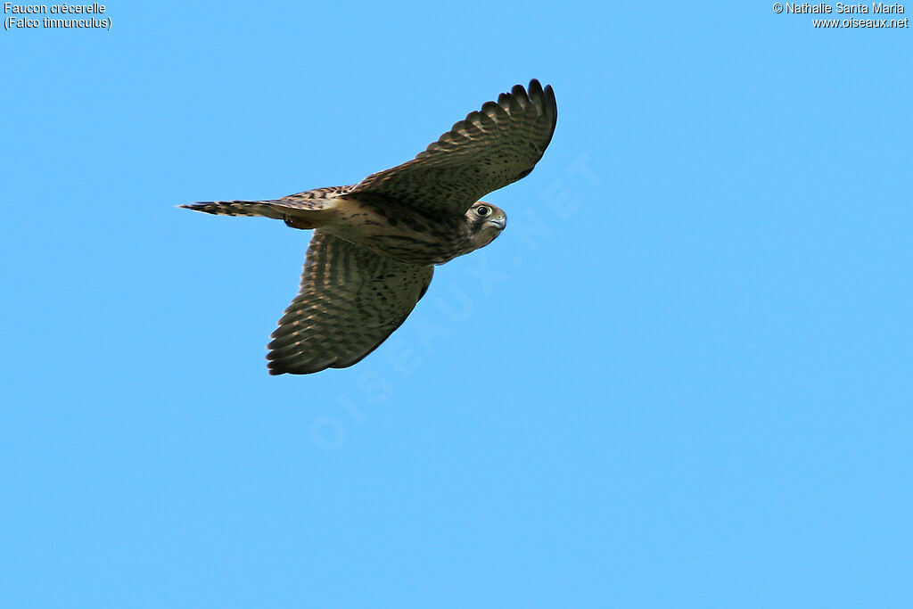 Common Kestrel female adult, identification, Flight, fishing/hunting