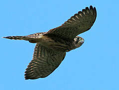 Common Kestrel