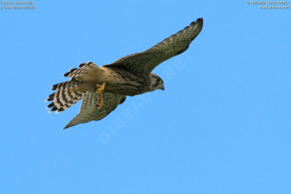 Common Kestrel female adult, identification, Flight, fishing/hunting