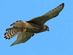 Common Kestrel