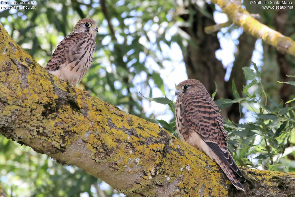 Common Kestreljuvenile, identification, habitat, Behaviour