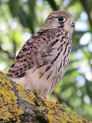 Common Kestrel