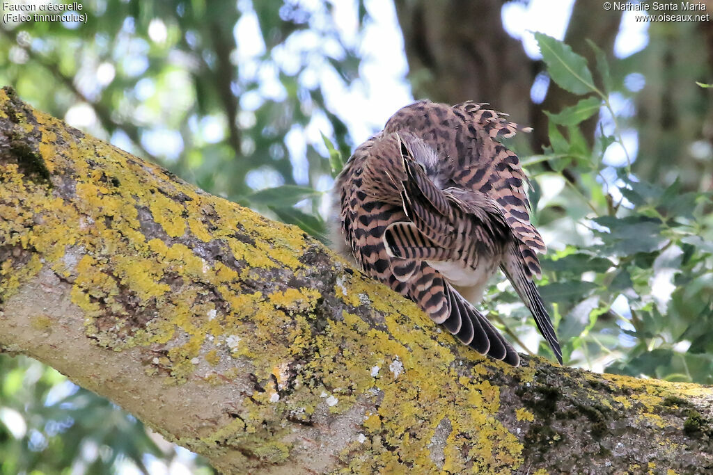 Common Kestreljuvenile, identification, habitat, care, Behaviour