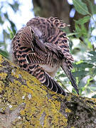 Common Kestrel