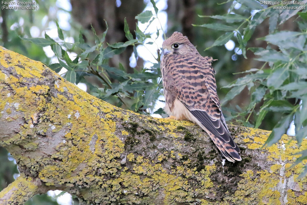 Common Kestreljuvenile, identification, habitat, Behaviour