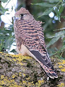 Common Kestrel