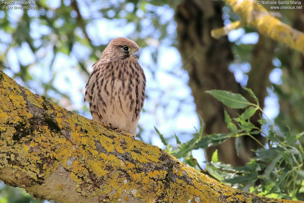 Common Kestreljuvenile, identification, habitat, Behaviour