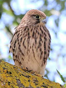 Common Kestrel