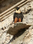 Bat Falcon