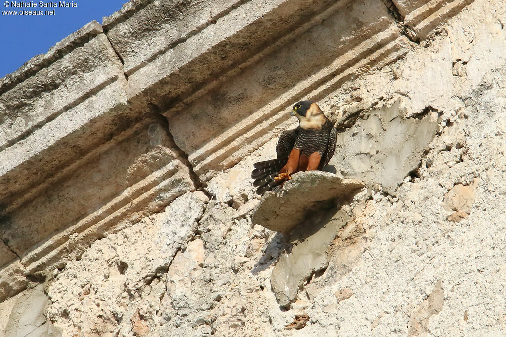 Bat Falconadult, identification