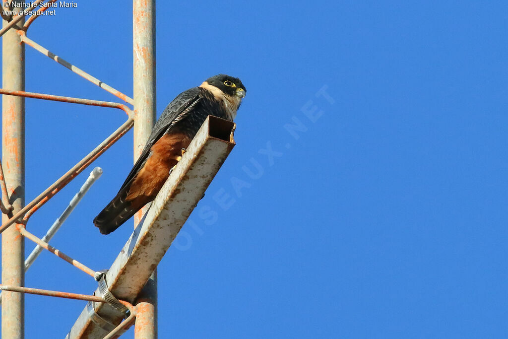 Bat Falcon female, identification