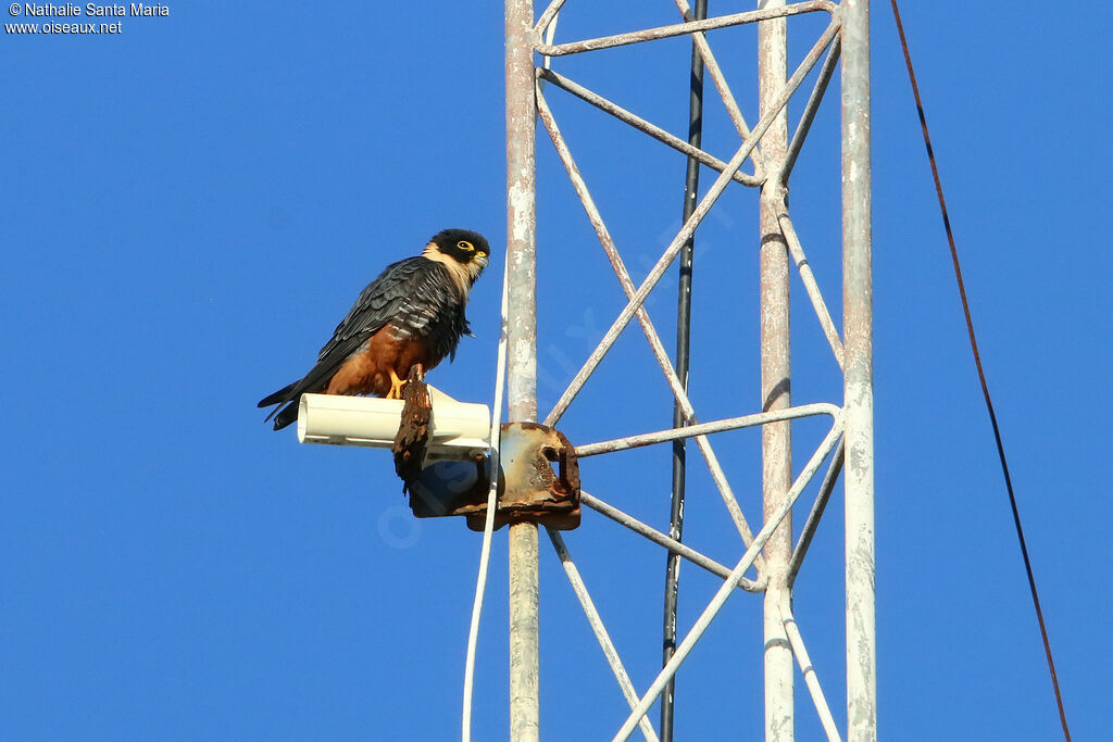 Bat Falcon female adult, identification