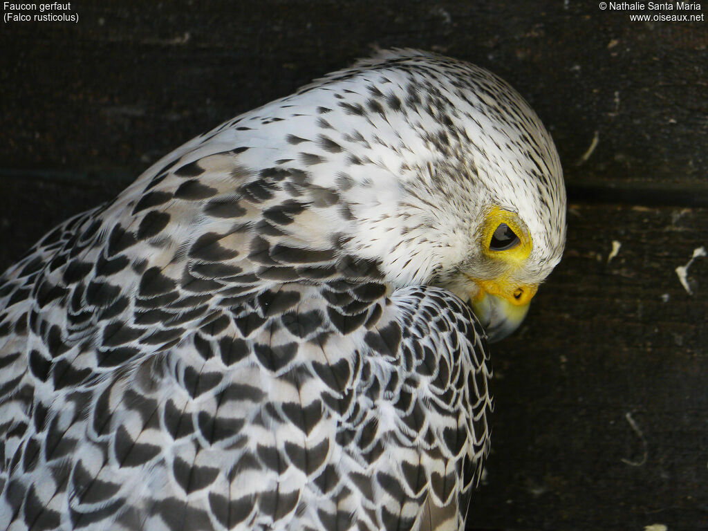 Gyrfalconadult, identification