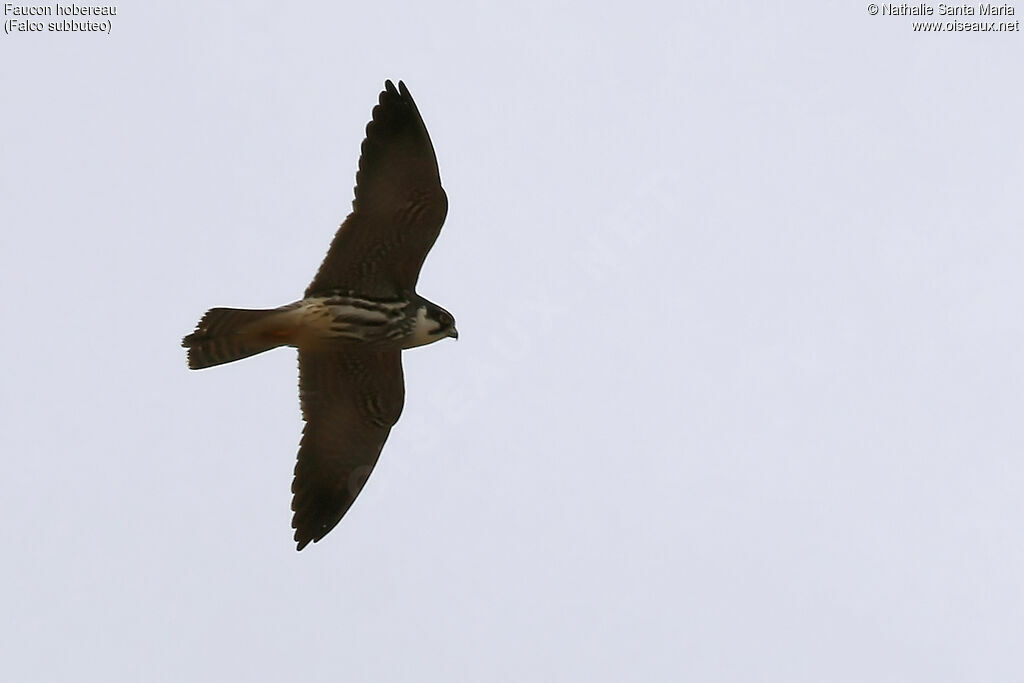 Eurasian Hobbyadult, Flight