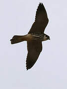 Eurasian Hobby