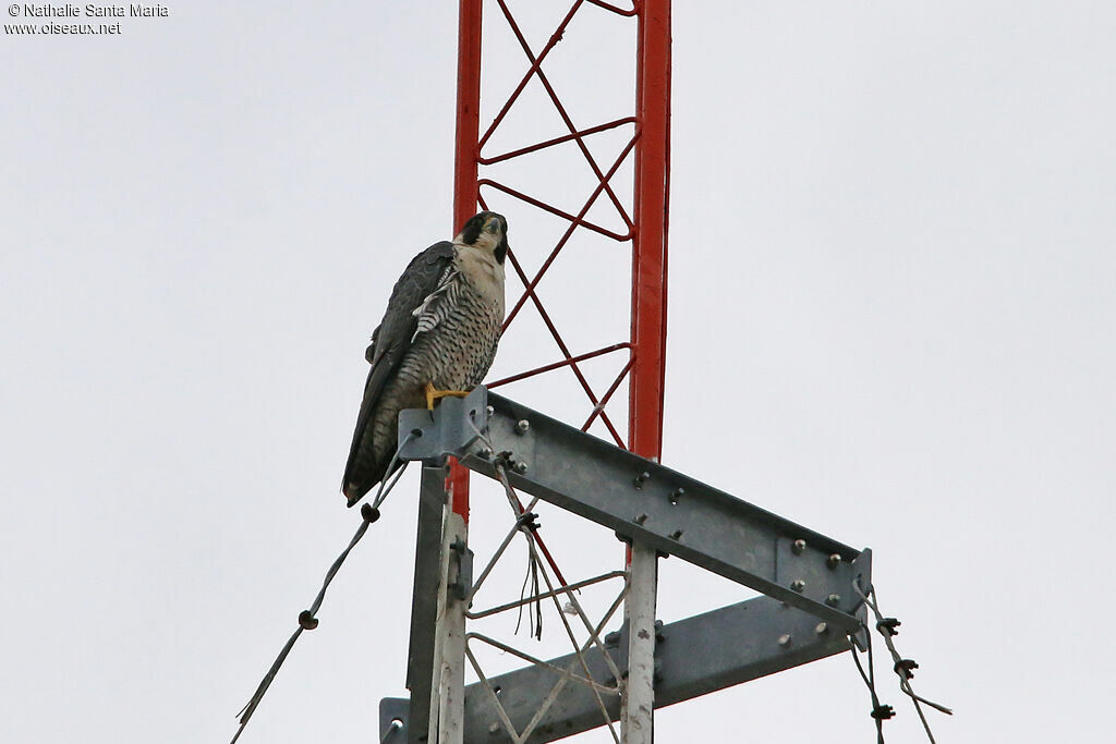 Peregrine Falconadult, identification