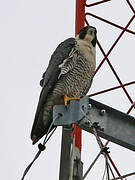 Peregrine Falcon