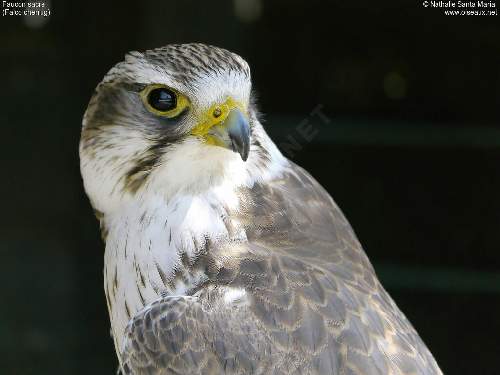 Saker Falconadult, identification, close-up portrait