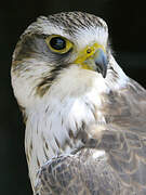 Saker Falcon