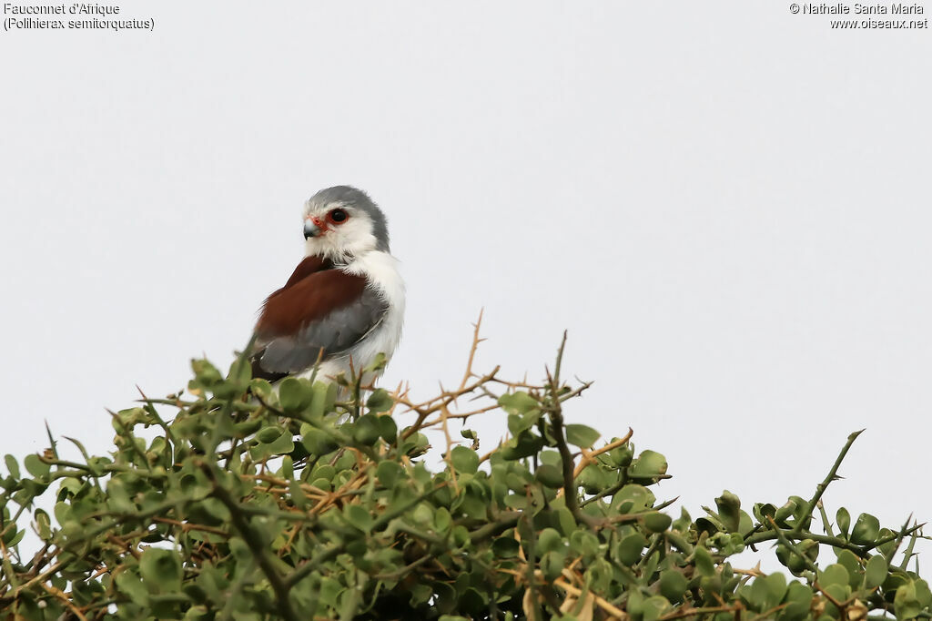 Fauconnet d'Afriqueadulte, identification, habitat