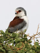 Pygmy Falcon