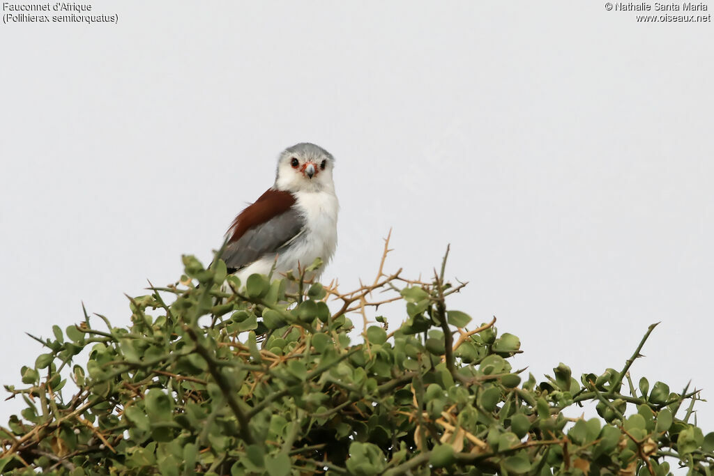 Fauconnet d'Afriqueadulte, identification, habitat