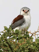 Pygmy Falcon