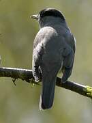 Eurasian Blackcap