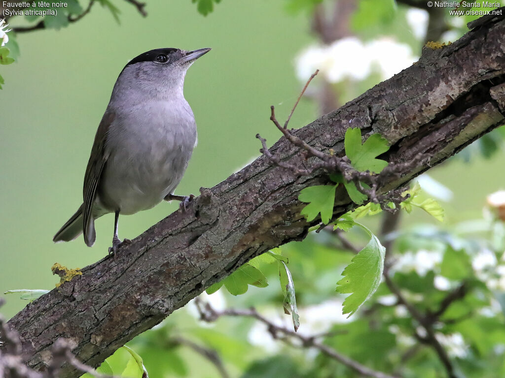 Eurasian Blackcap male adult breeding, identification, habitat, fishing/hunting, Behaviour