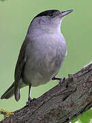 Eurasian Blackcap