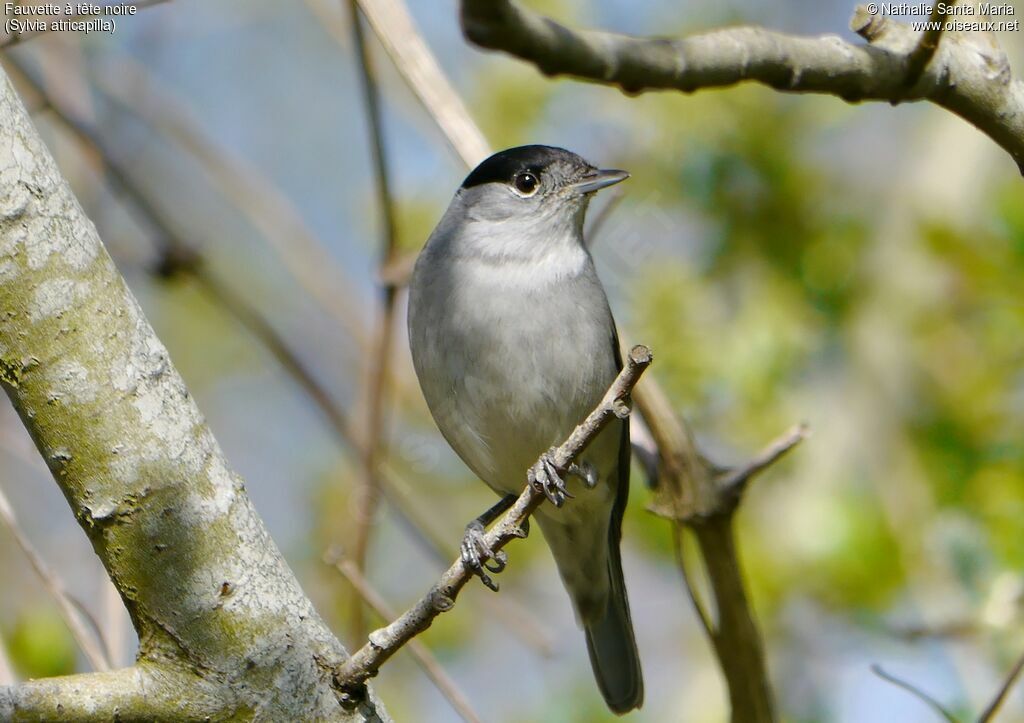 Eurasian Blackcap male adult, identification, habitat, Behaviour