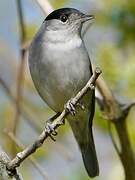 Eurasian Blackcap