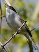 Eurasian Blackcap