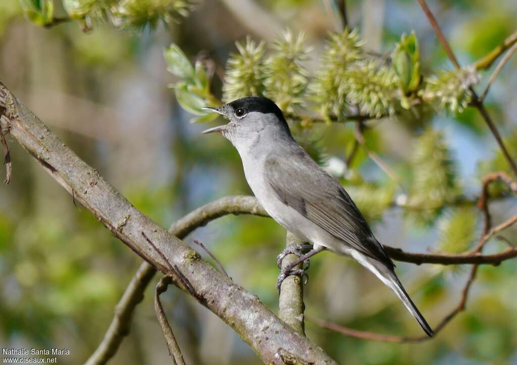 Eurasian Blackcap male adult breeding, identification