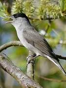 Eurasian Blackcap