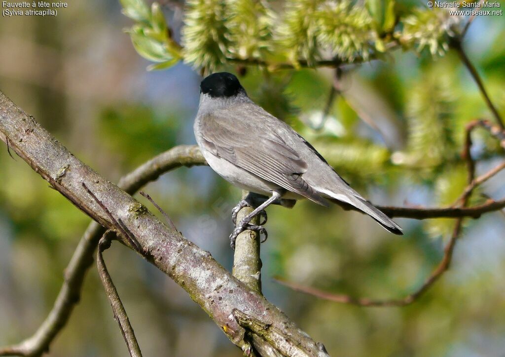 Eurasian Blackcap male adult, identification, habitat, Behaviour