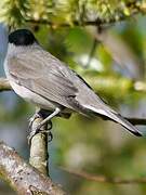 Eurasian Blackcap