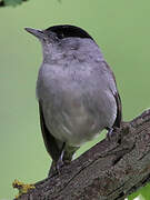 Eurasian Blackcap