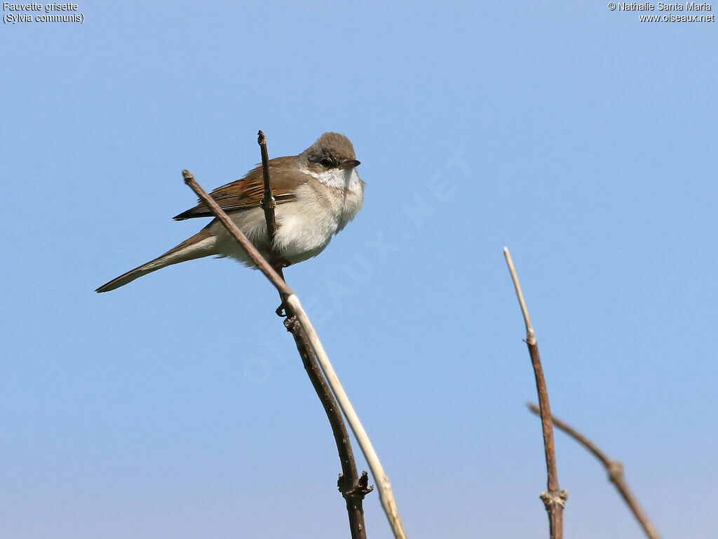 Common Whitethroat male adult, identification, habitat, Behaviour