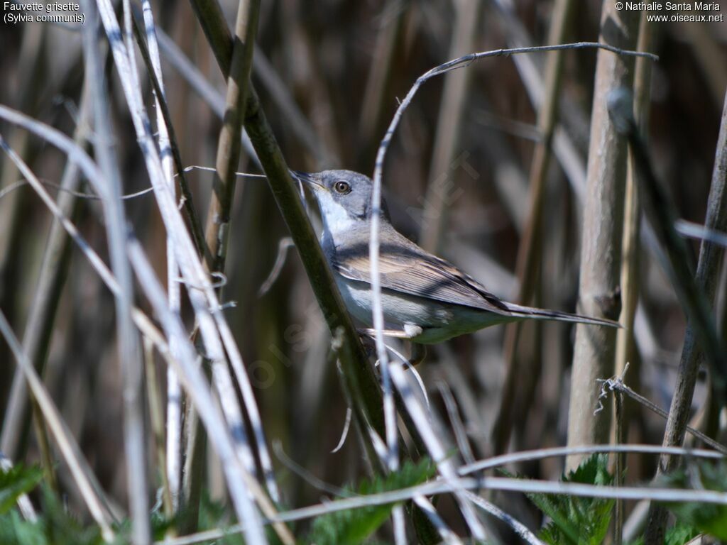 Common Whitethroat male adult breeding, identification, habitat, Reproduction-nesting, Behaviour