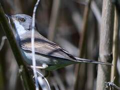 Common Whitethroat