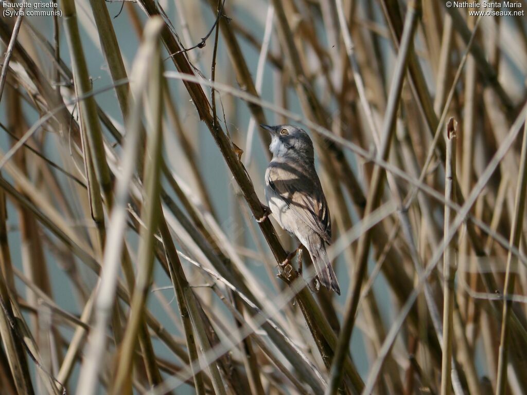 Common Whitethroat male adult breeding, identification, habitat, Reproduction-nesting, Behaviour