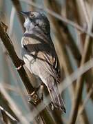 Common Whitethroat